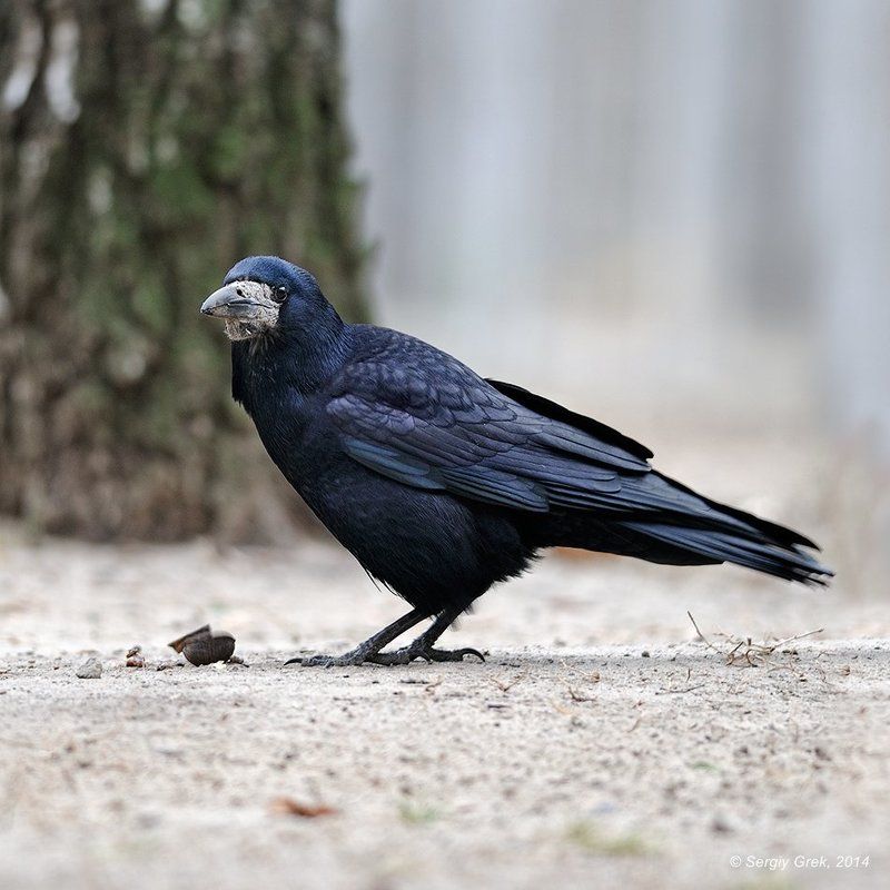 Портрет приятеляphoto preview