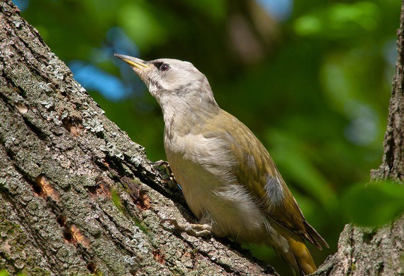 Седой дятел. фото превью
