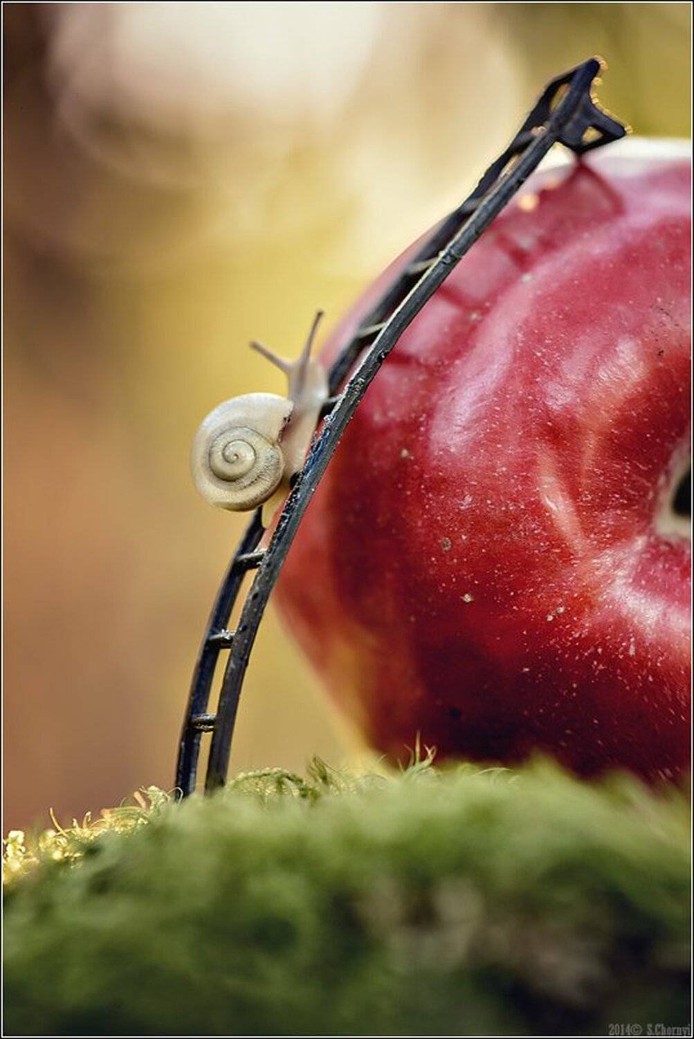 Когда яблоки были большие.... Автор: Александр Чорный Коростышев, Макро, Макро красота, Макро мир, Макро фото, Сказка, Украина, Улитка, Яблоко, Александр Чорный