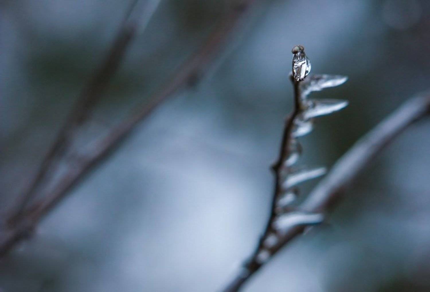 , Марина Мищенко