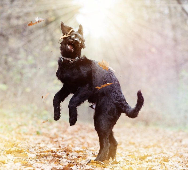 Dante IIphoto preview