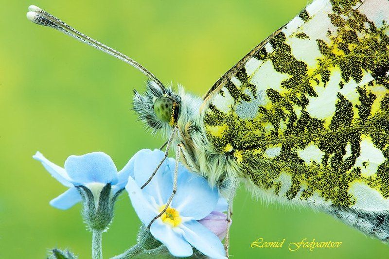 Портрет Зорькиphoto preview