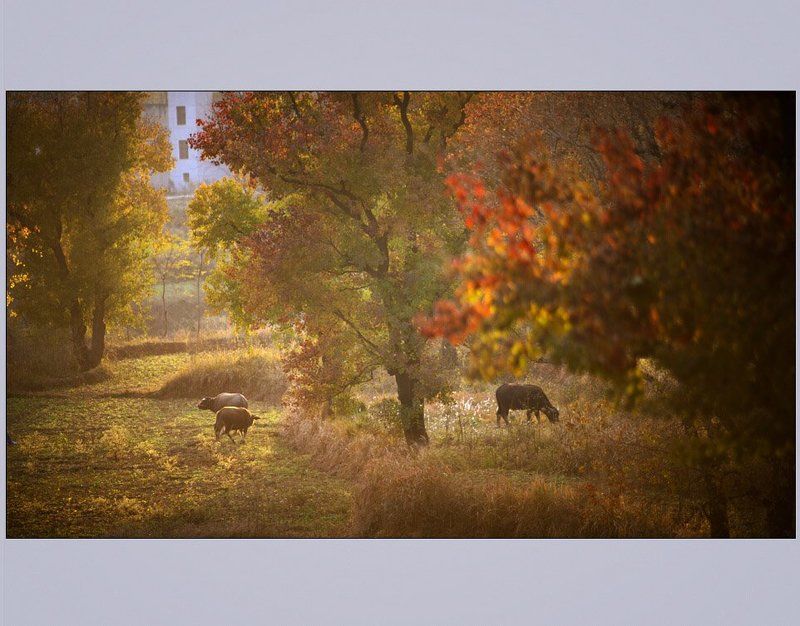 秋光里photo preview