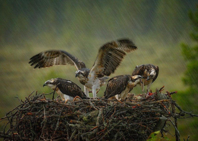 в дождливый деньphoto preview