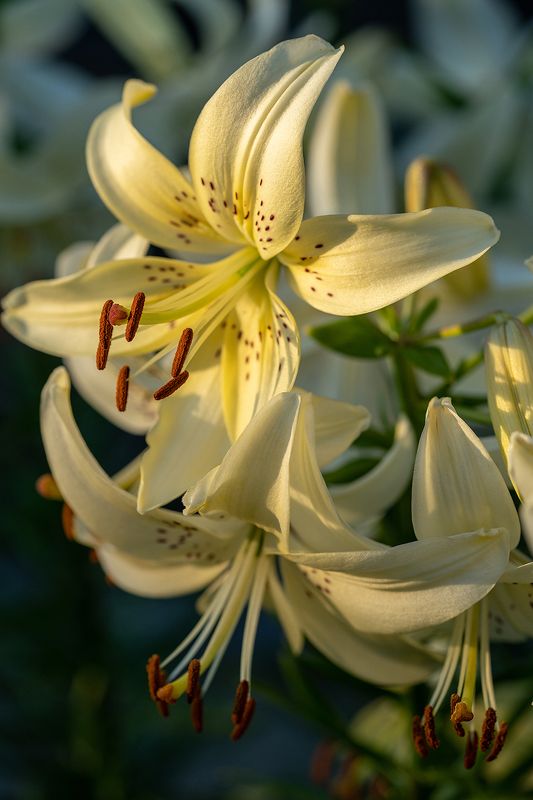 лилии, цветы, лето, цветение, флора Лилииphoto preview