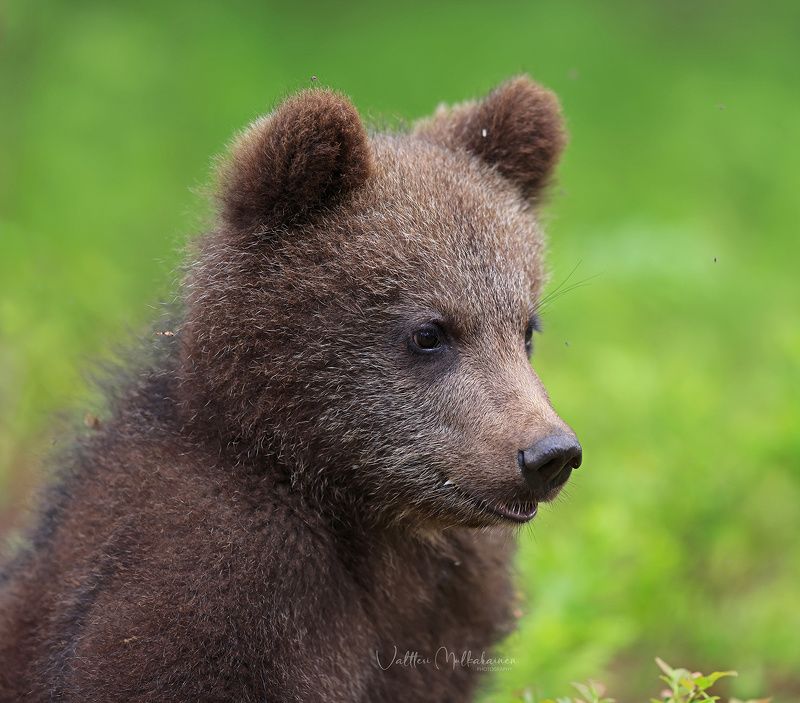Ну и где этот фотограф? фото превью