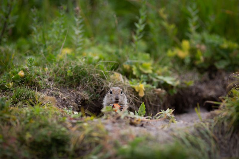 фото превью