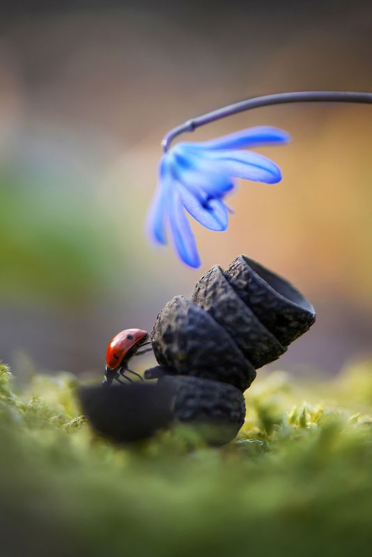 макро, весна, цветы, подснежники, лес, первоцветы, покой, мир, красота, макромир, созерцание, вчувствование, божья коровка, насекомые, \