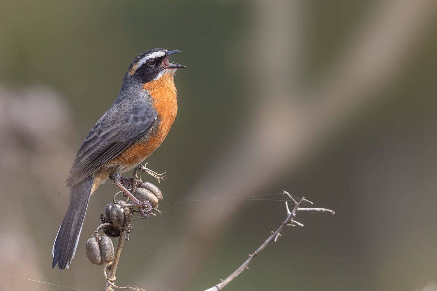 птицы, уругвай, Елена Давыдова