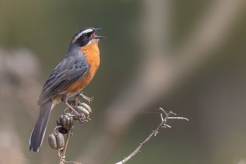 птицы, уругвай ***photo preview