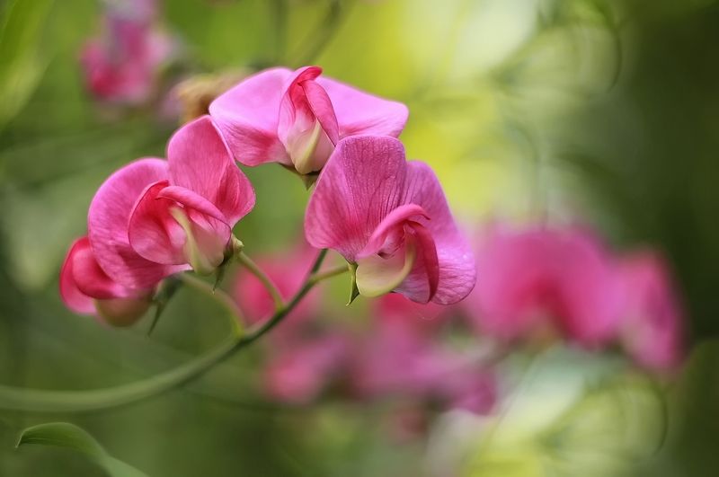 гелиос 44м4 Карамельphoto preview