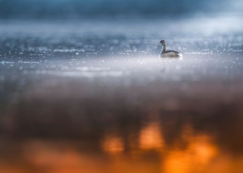 bird, birds, animals, grebe, nature, wildlife, water, silheutte, sony alpha, sunrise, minimalistic Fire and icephoto preview