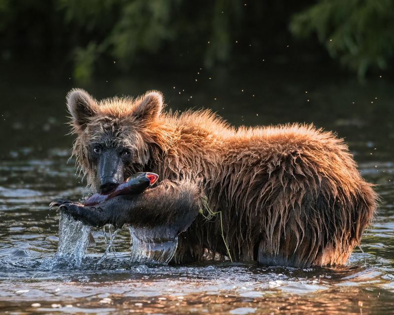 камчатка, медведи Камчатские рыбакиphoto preview