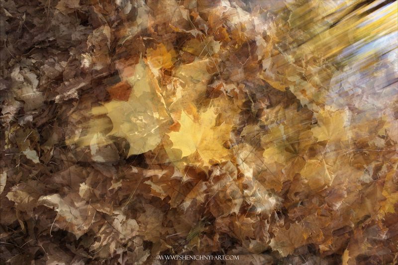 ветер, осень, листья, абстракция, солнечный свет, кленовый Осенний ветер фото превью