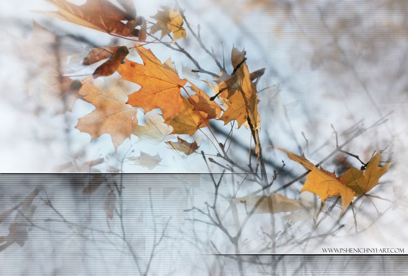 осень, ветер, осенние листья, клён, октябрь, ветви, абстракция Последние листья фото превью