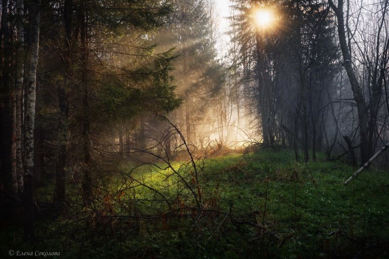 утро, весенний пейзаж, лучи, лес Солнечное утроphoto preview