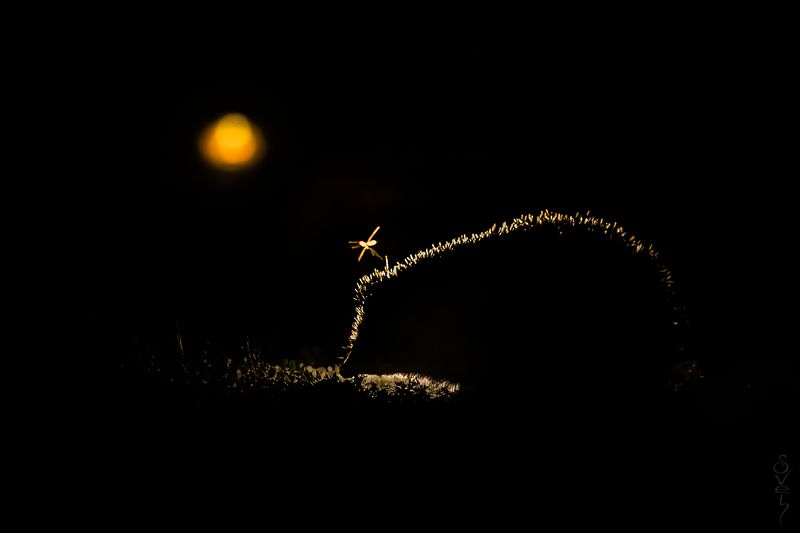 ёж, ночь заходил на огонекphoto preview