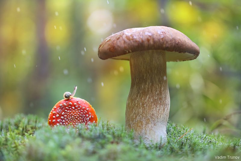 улитка, гриб Одна в огромном мире фото превью