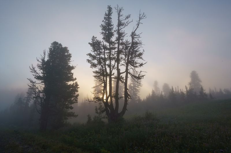 Ергаки, Нерозя, Саяны, Сибирь, лес, пейзаж, туман Стражи туманаphoto preview