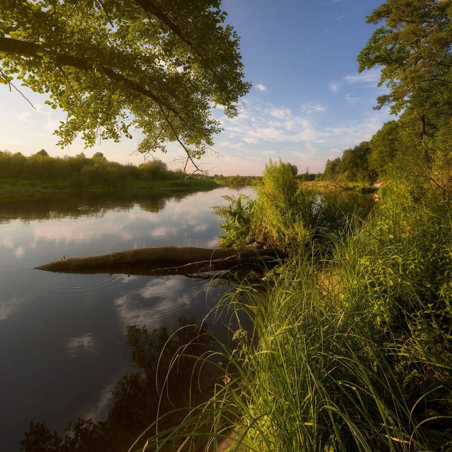 В августе на реке. Автор: Михаил Кушнер , Михаил Кушнер