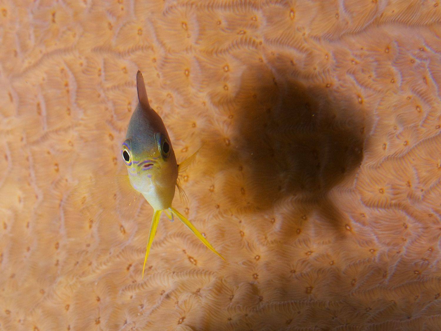 Автор: Dmitry Chikishev , Dmitry Chikishev