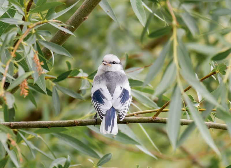 птица, князёк, лазоревка, слёток, Князёк  (слёток)photo preview