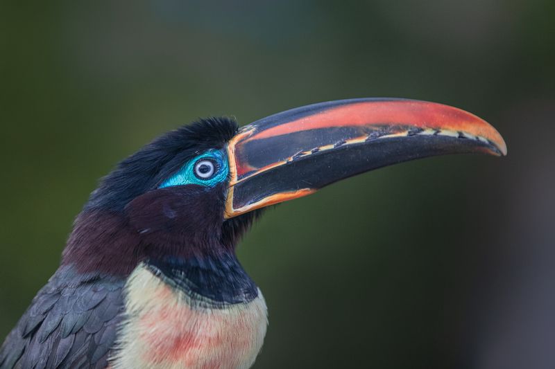 toucan, arakari, birds, bird, birdswatching, green planet Chestnut-eared Arakari, or just Toucan photo preview