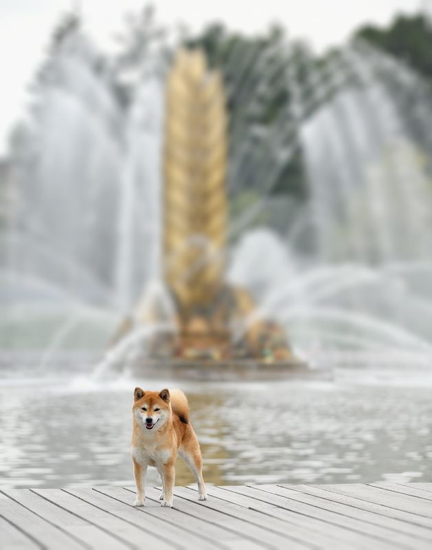 фото превью