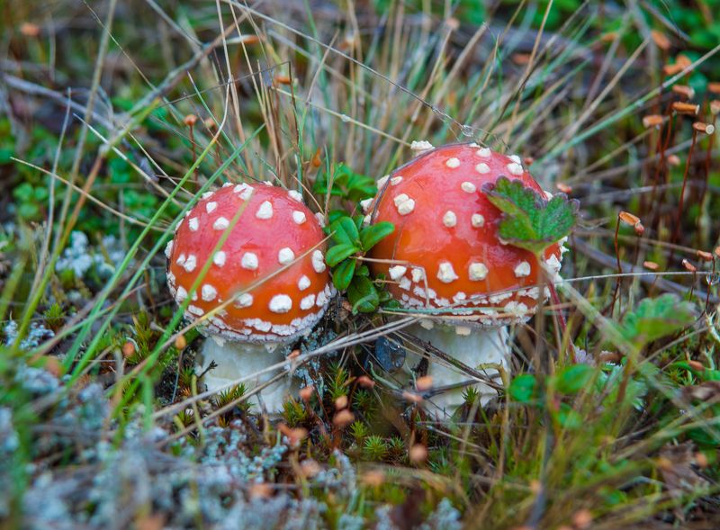 Братья мухоморыphoto preview