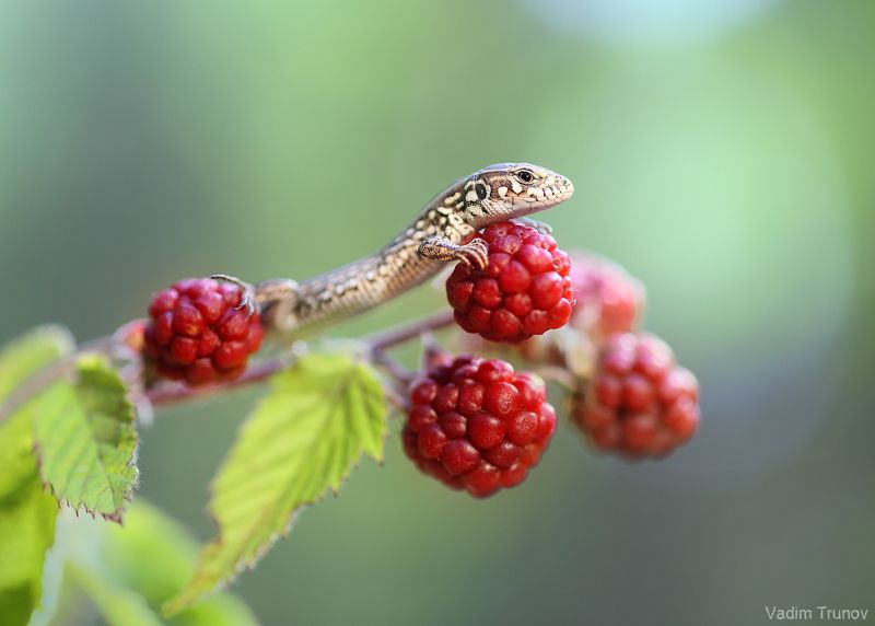 ящерица, lizard *** фото превью