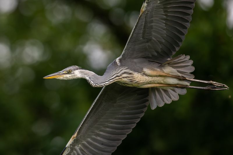 Zivju garnisphoto preview