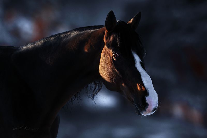 Лошадь, лошади, horse, caballo Бюварphoto preview