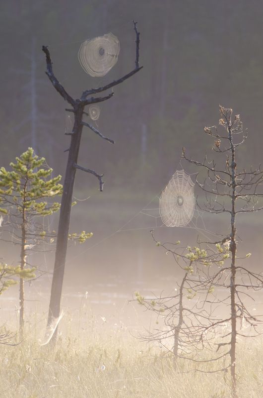 карелия Сходкаphoto preview