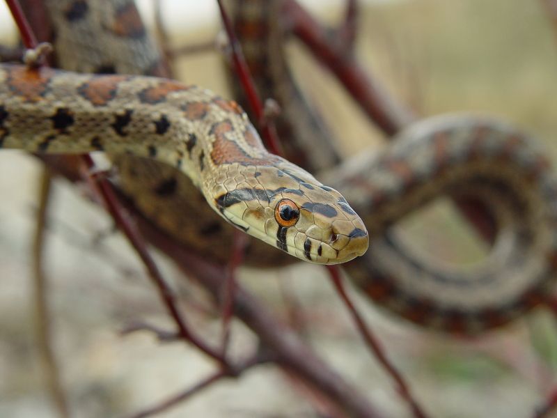 Животные Крымаphoto preview