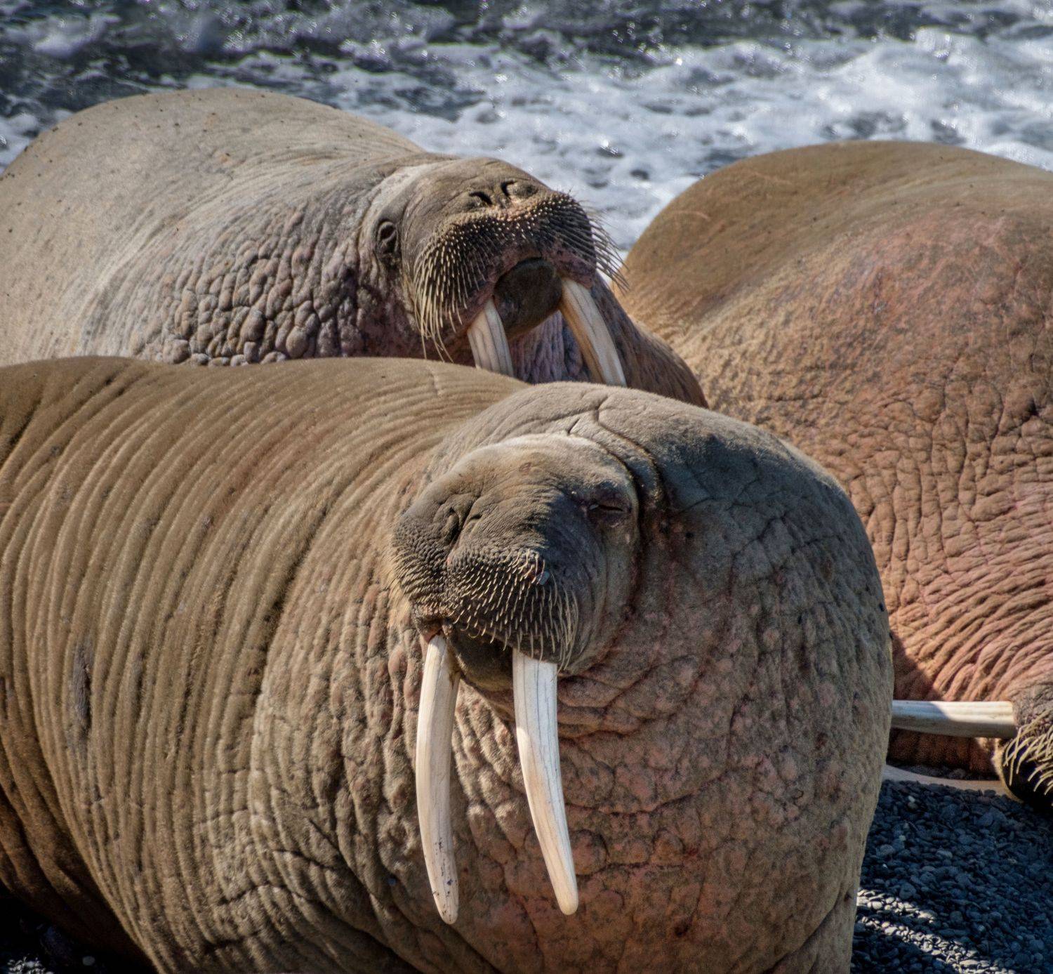 вайгач, морж, пляж, нд, walrus, beach, nature, arctic, north, wild, арктика, север, русский север, русский север нд, Nadezhda Demkina