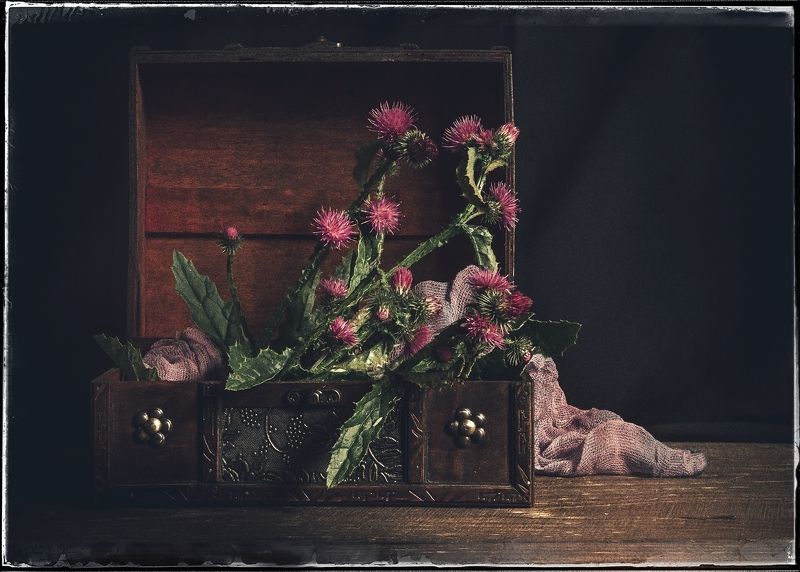 Натюрморт, цветы,низкий ключ,чертополох. С чертополохом. photo preview