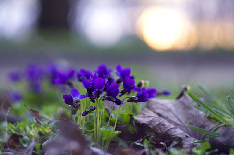 Про фиалки.photo preview