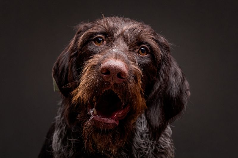 собака, портрет, студия Аделияphoto preview