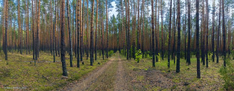 сосны, сосновый бор, мещёра, рязанская область Pro ритмы соснового бораphoto preview