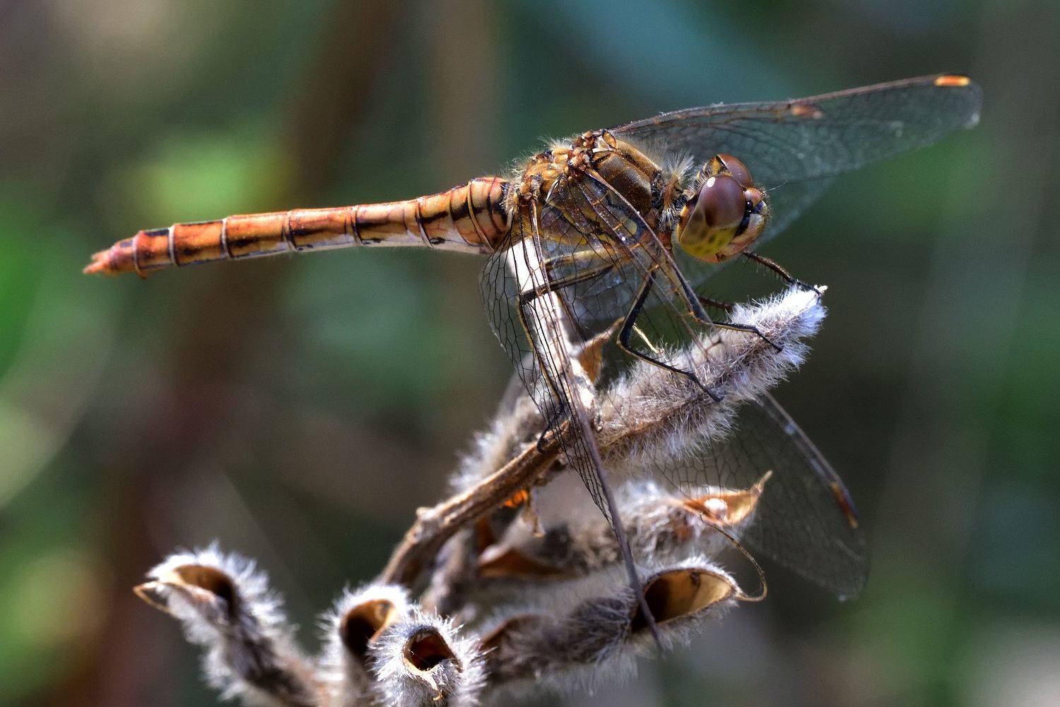 , Корнейчук Игорь