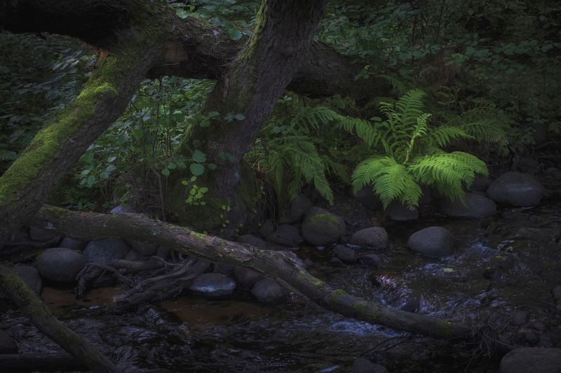 Питерские джунглиphoto preview