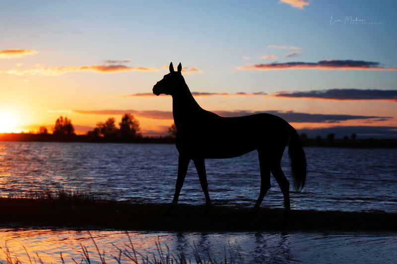 Лошадь, лошади, horse, закат, sunset Акираphoto preview