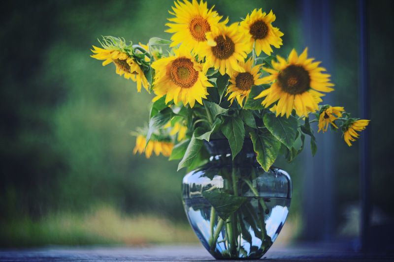 подсолнухи, цветы Подсолнухиphoto preview