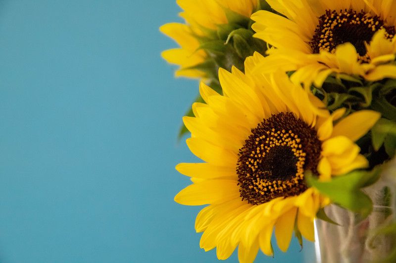 fotograafTartus, tartu, fotograafEestis, perefotograaf, lastefotograaf, ballifotograaf, pulmafotograaf, välifotosessioon, kevadfotosessioon, portree, kodufotosessioon, annaviaznikova, eesti, canon, canonukraine, canoneesti Цвета Украиныphoto preview