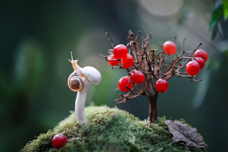 макро, макромир, макросказки, макро истории, макроистории, лес, тишина, вчувствование, созерцание, тишина, покой, улитка, улитки, \'Иллюзия бесконечного выбора\'photo preview