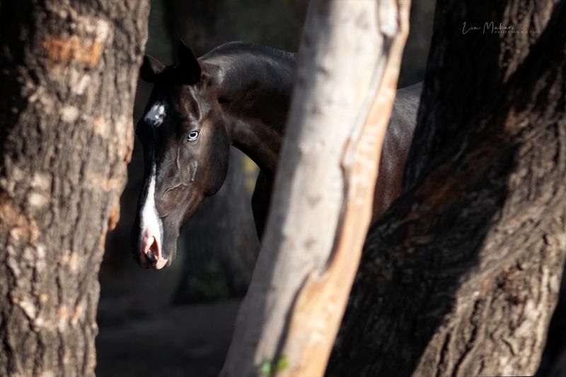 Лошадь, лошади, horse, ahalteke, ахалтекинец Токайphoto preview