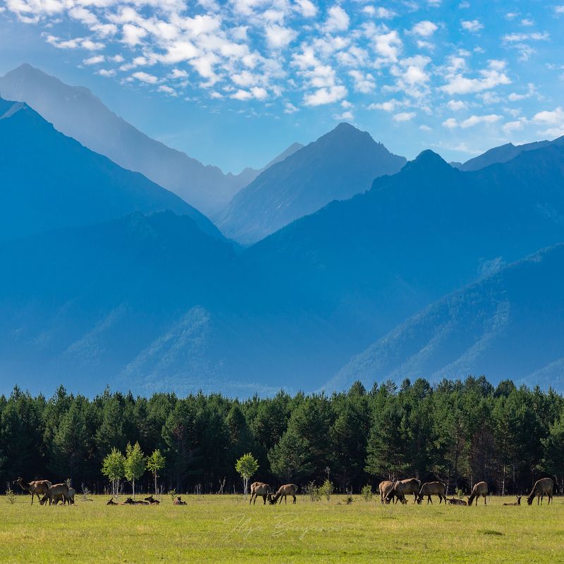 саяны, бурятия, фототур, Маралы на фоне Саянских гор.photo preview