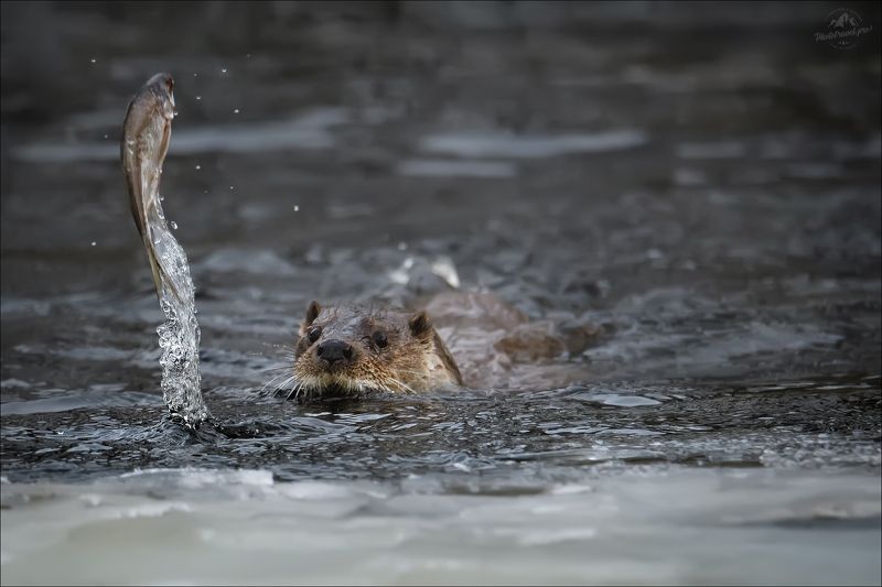 красный бор, фототур в красный бор, беларусь, выдра, otter Жила-была плотва ..photo preview