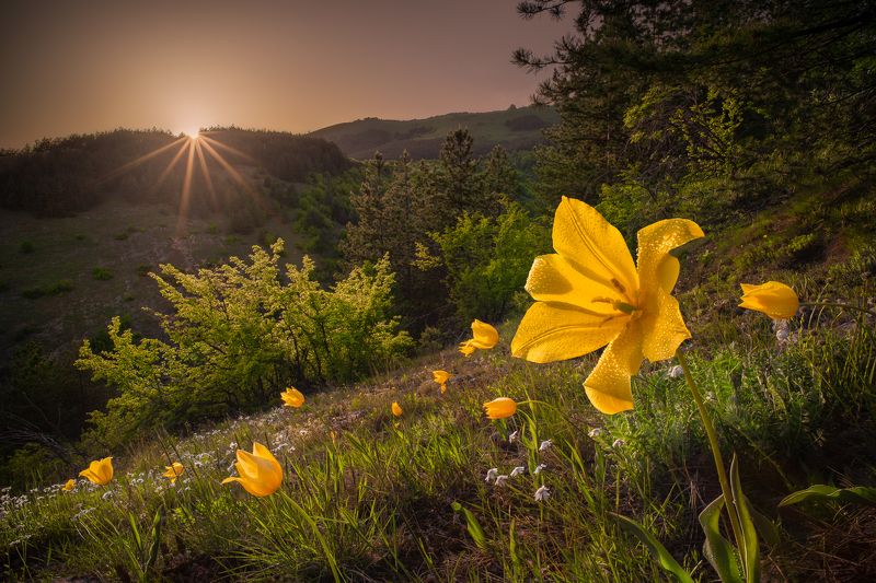 urumoff\\\'s tulips, tulipa urumoffii, flowers, wild, sunset, bulgaria The Last Rays of the Sunphoto preview