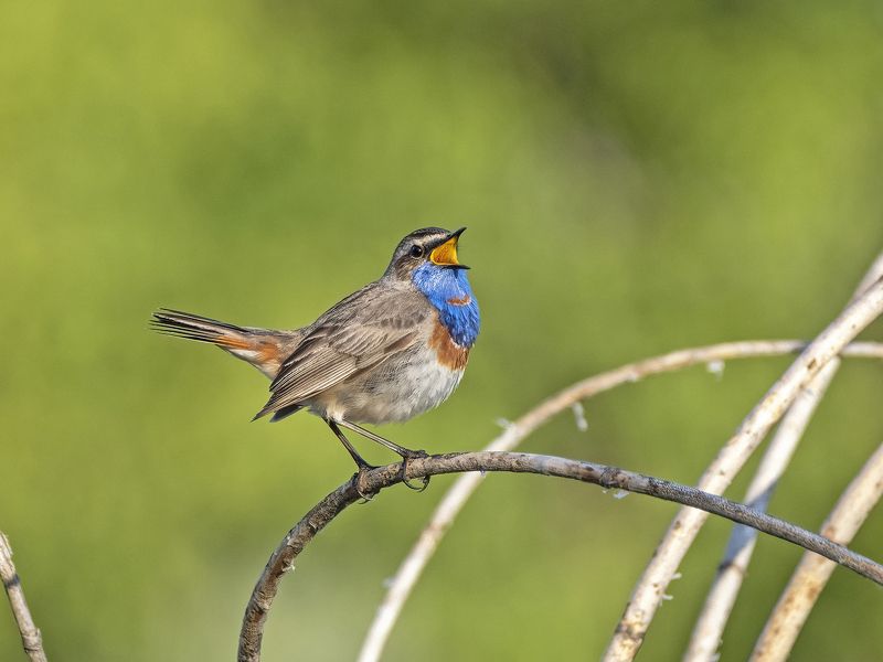 Птицы Подмосковьяphoto preview